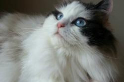 开云官方app入口-年度焦点之战，新西兰火力全开，全面压制摩洛哥